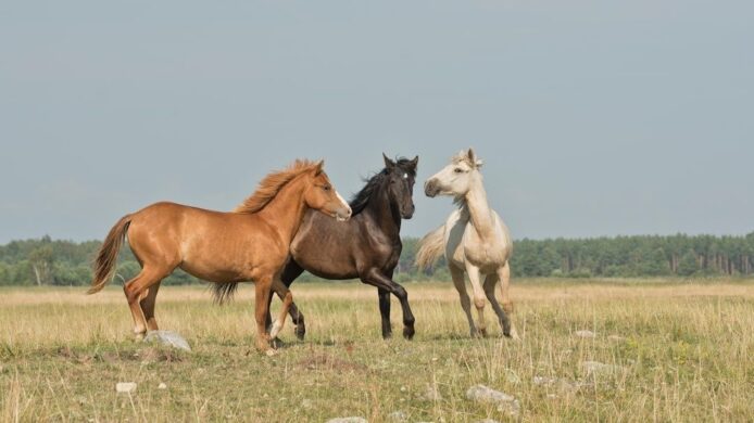 Trois chevaux se déplacent ensemble dans une prairie ouverte