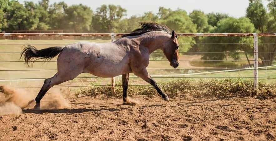 Cheval brun en mouvement dans une carrière sablonneuse clôturée
