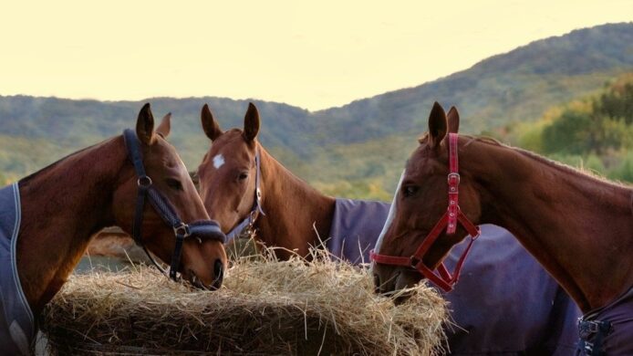 Trois chevaux mangent du foin dans une mangeoire en extérieur