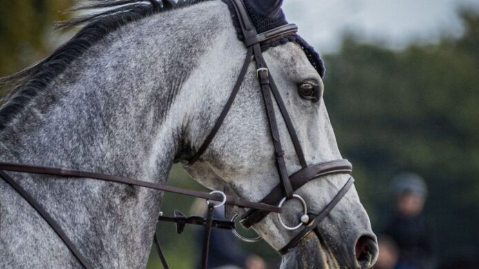 Gros plan sur un cheval gris bridé, portant un mors en bouche