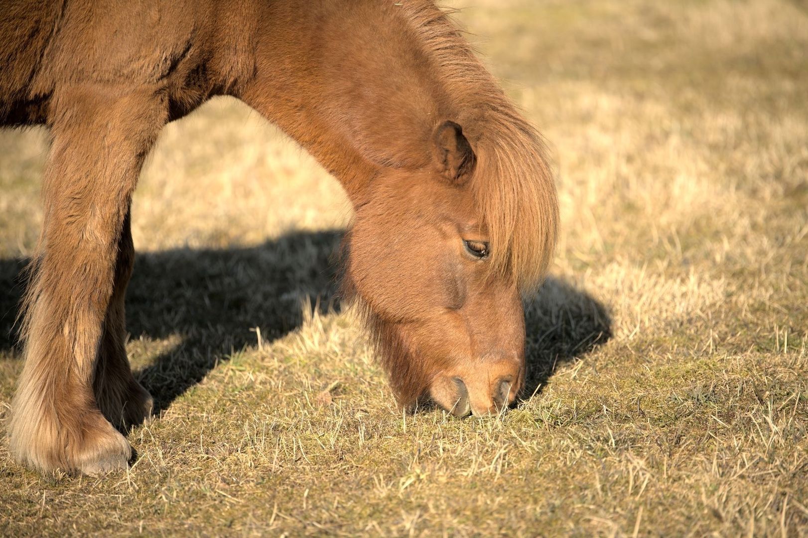 Cheval alezan broutant de l