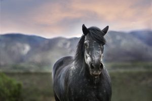 Les plus beaux chevaux du monde