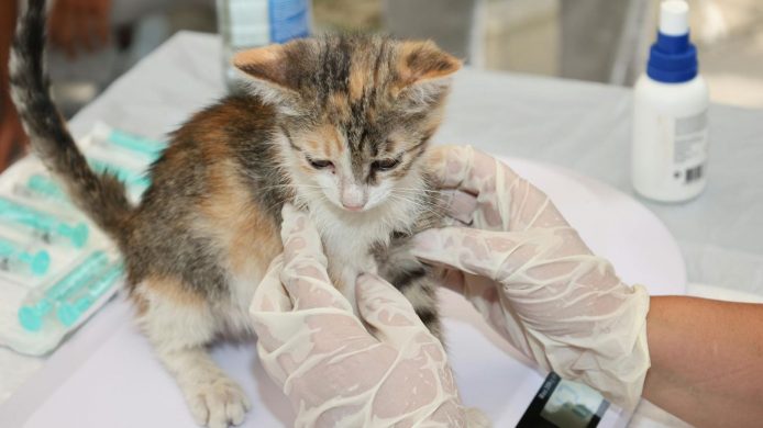 Un chaton tricolore examiné par un vétérinaire portant des gants blancs.